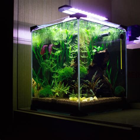 beta tank